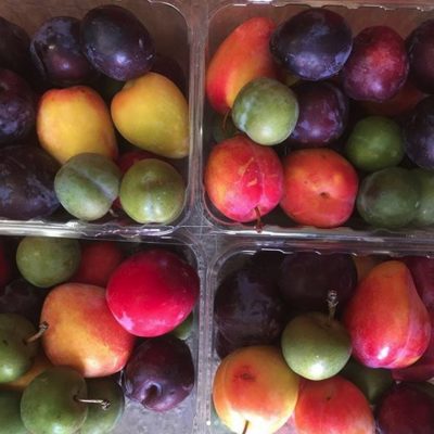 Roxburgh Fruit Trail