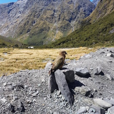 Magical Milford Sound5